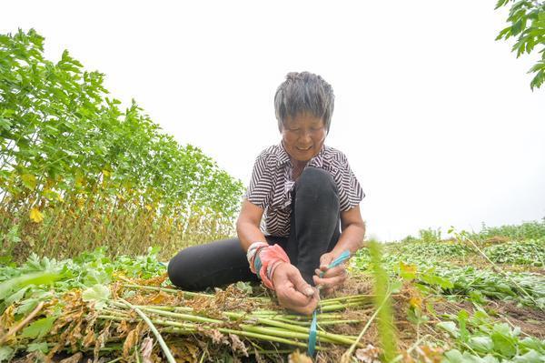 艾草“种出”大产业！南阳“艾经济”火爆有终端品牌年销60亿元(图4)