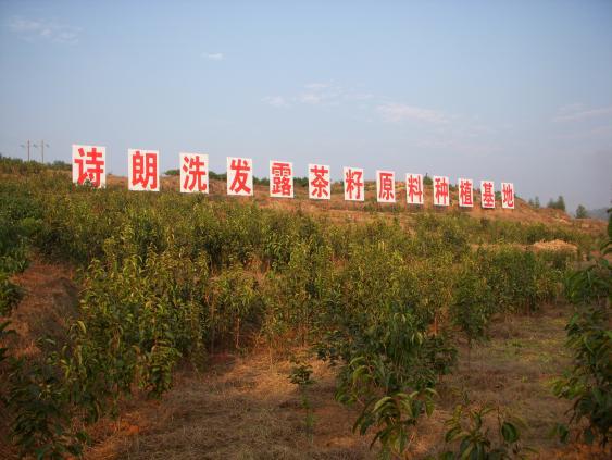 博美集团：一家老牌日化企业的“长红”路径(图5)