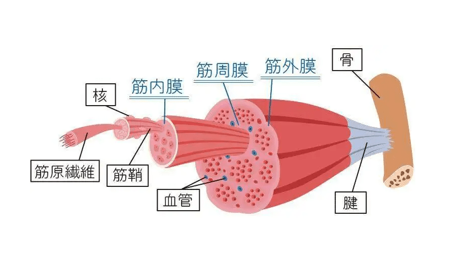 筋膜枪十大品牌排行榜：前十红黑榜深度测评分享(图2)