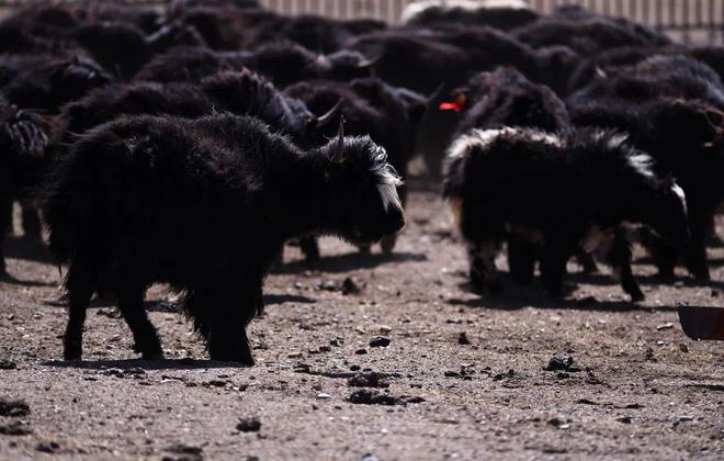落实习指示要求·调研记丨青海牢记嘱托全力打造绿色有机农畜产品输出地(图4)
