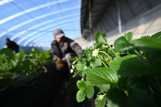 落实习指示要求·调研记丨青海牢记嘱托全力打造绿色有机农畜产品输出地(图8)