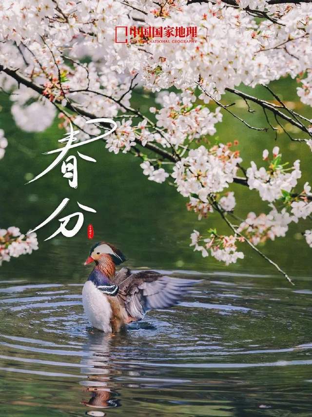 盘点各大品牌春分海报满眼都是绿(图8)