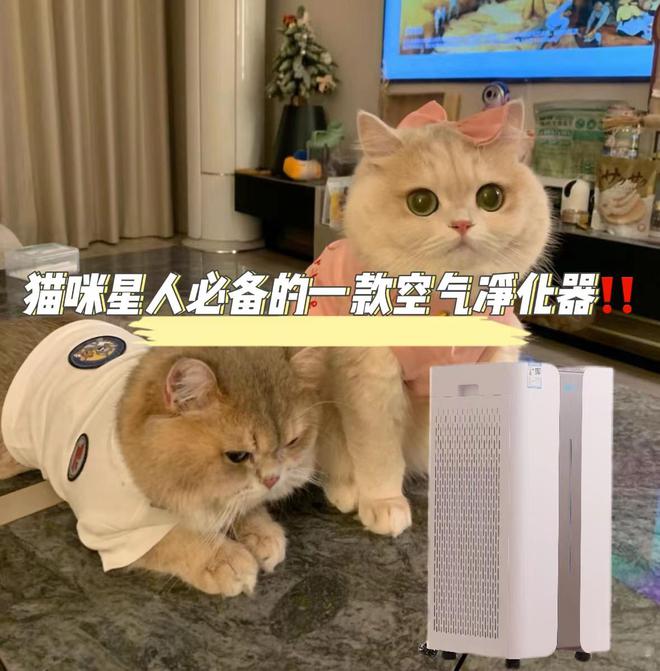养猫大户必备：如何选购高性价比空气净化器贝尔克品牌怎么样？(图2)